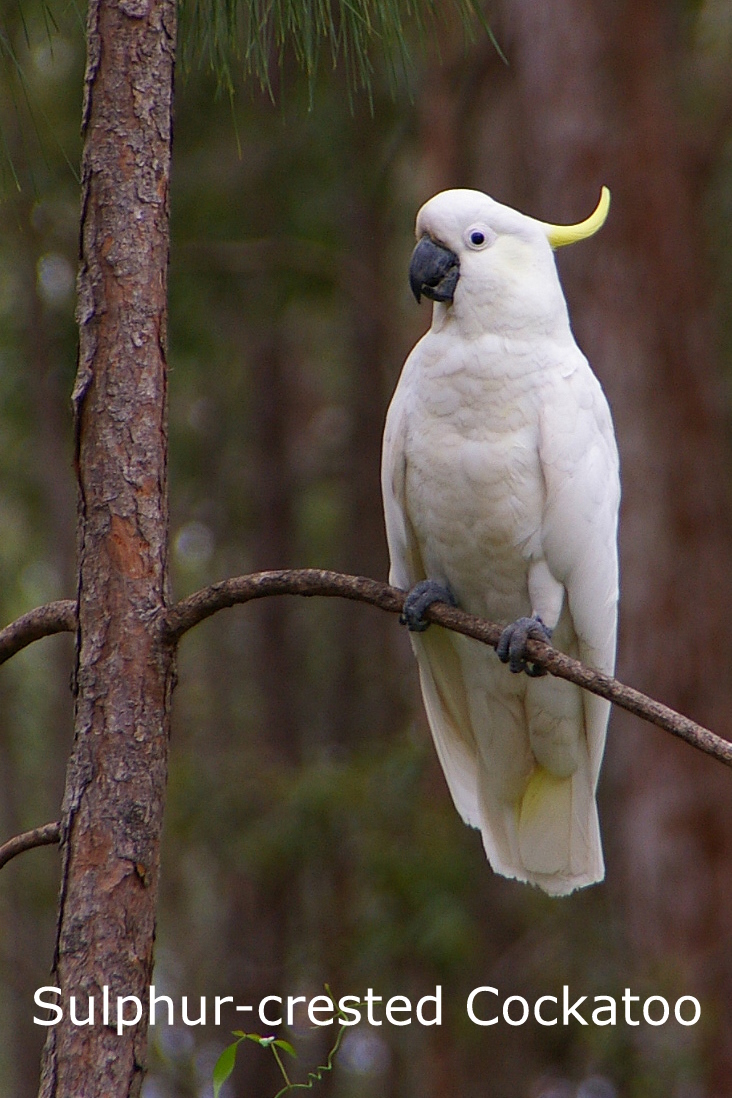 Welcome To BIRO | Birds Injured Rehabilitated & Orphaned